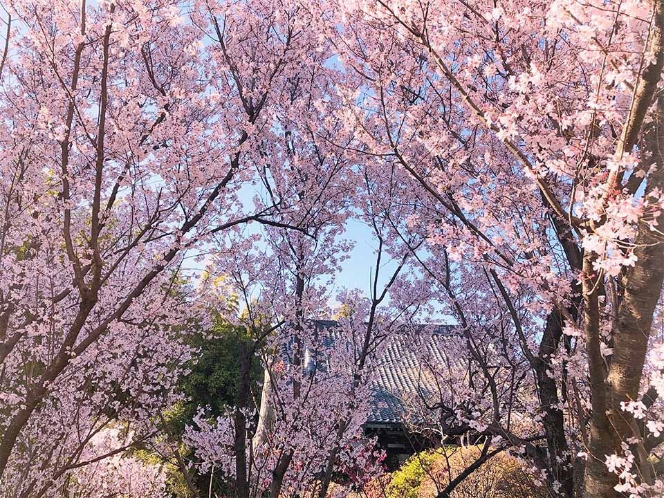 世田谷 樹木葬 『竹林葬』