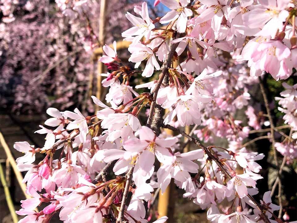 世田谷 樹木葬 『竹林葬』