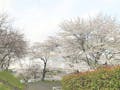 《とみやの丘永代供養墓》桜月の碑 春の園内風景