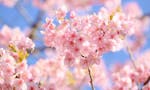 京都永代供養墓・納骨堂霊園 栄春寺 境内風景（春）