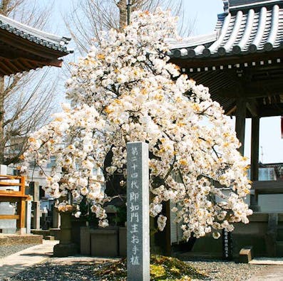 妙寂寺永代合葬墓