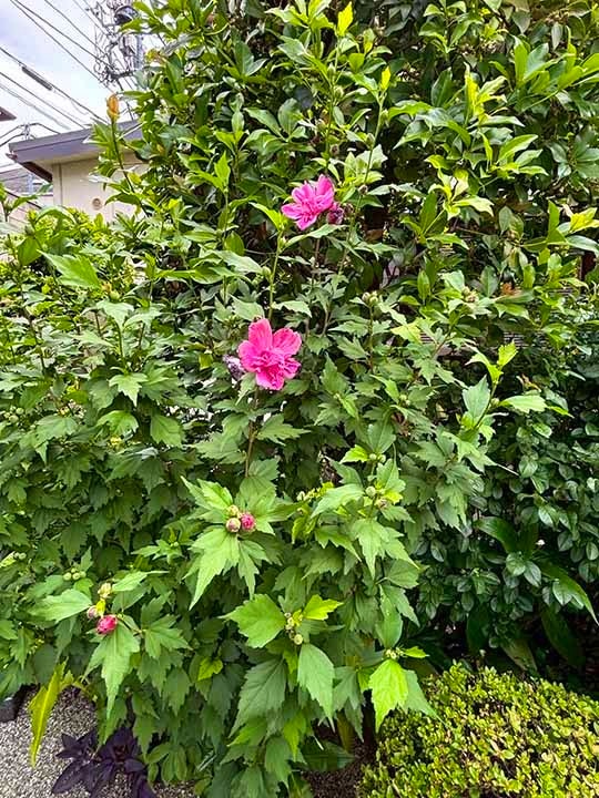 樹木葬「わごころ」 白金こもれびの杜