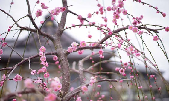 善徳寺墓苑 樹木葬 りょうあん