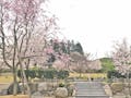 桜葬墓園 樹木葬 春には満開の桜がお出迎え