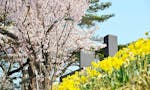仙台公園墓地「みやぎ霊園」 季節の花々が園内を彩ります