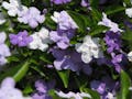 璉珹寺 永代供養墓 ５月にはニオイバンマツリが咲き誇ります