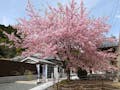 壽福寺 永代供養墓 境内の桜