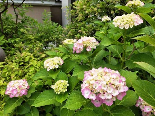 納骨堂【 櫻花廟(おうかびょう)】