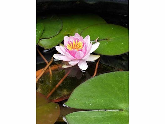 納骨堂【 櫻花廟(おうかびょう)】