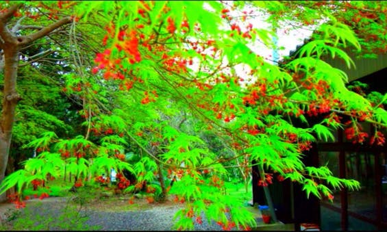 長徳寺 樹木葬