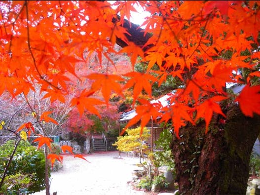 長徳寺 樹木葬