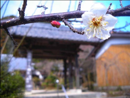 長徳寺 樹木葬