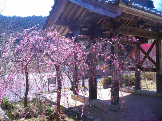 長徳寺 樹木葬