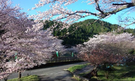 長徳寺 樹木葬