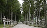 高野山 奥の院 樹木葬 「金剛瑜伽苑」 樹木葬に至る参道の両側には、樹齢何百年をも経た老杉が高くそびえます。