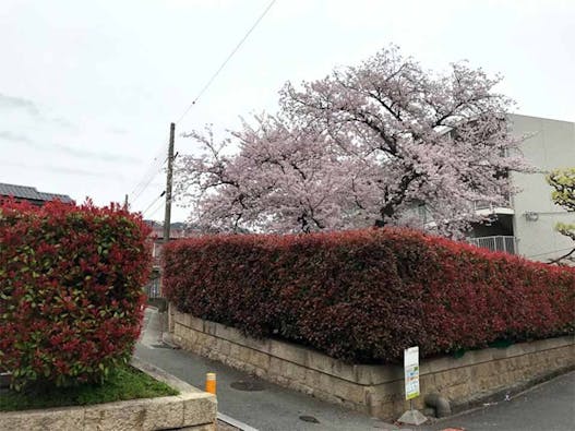 郡家墓地 樹木葬