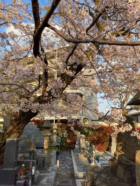 郡家墓地 樹木葬