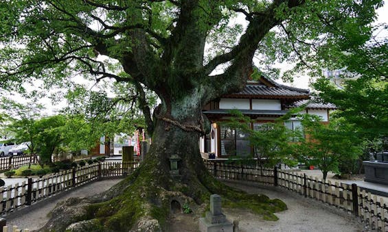 國相寺墓苑樹木葬 TREE GARDEN