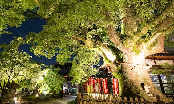 國相寺墓苑樹木葬 TREE GARDEN