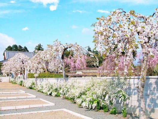 ふじみ桂葉霊園 樹木葬墓苑