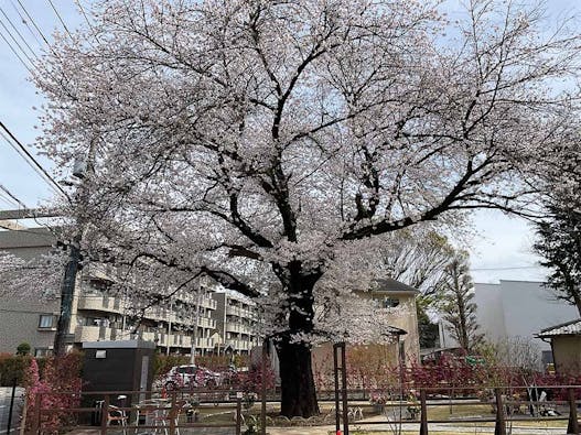 樹木葬 田無さくら庭園