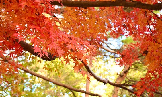 世田谷霊園 大吉寺