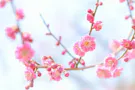 岐阜霊園 天澤院 梅