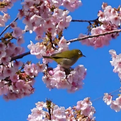 新所沢メモリアルパーク 樹木葬・合葬墓