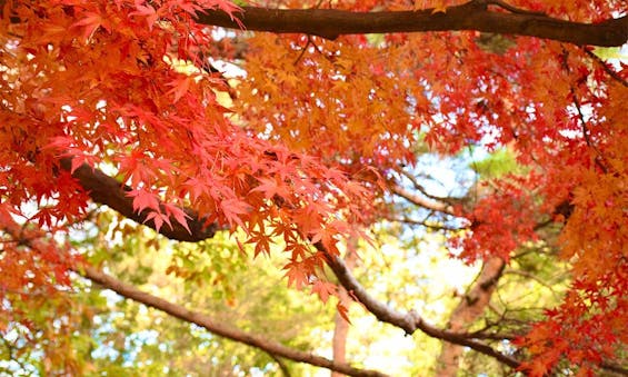 高崎霊園 大乗寺