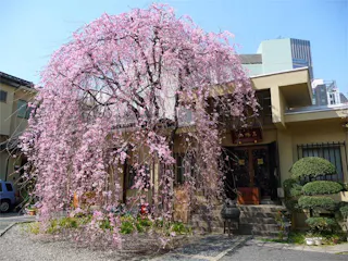 法典寺