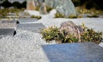 世田谷 樹木葬「和の庭園墓」