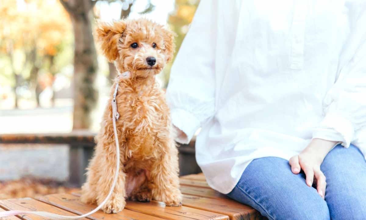 ひだまりの杜 蔡華寺