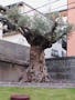 了願寺 納骨堂・樹木葬 シンボルツリーのオリーブ古木（推定樹齢300年）