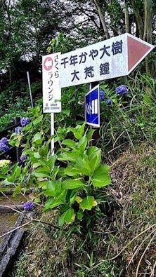 圓明院 さくら樹木葬