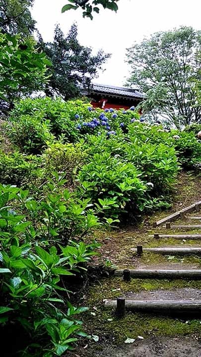 圓明院 さくら樹木葬