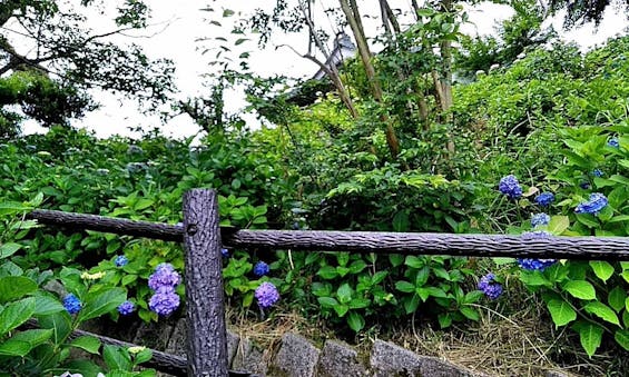 圓明院 さくら樹木葬