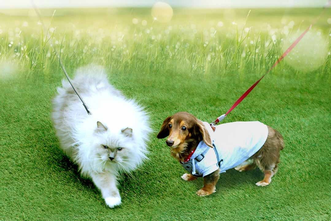 ガーデニング・樹木葬霊園 しみずさくら浄苑