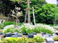 ガーデニング・樹木葬霊園 しみずさくら浄苑 さくら葬（小）