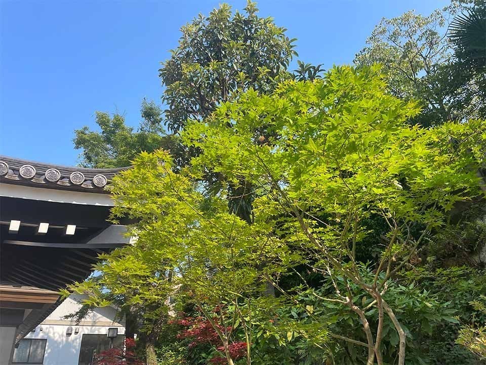 芝愛宕の森・光円寺樹木葬