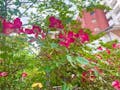 芝愛宕の森・光円寺樹木葬 造園家が定期的に植栽メンテナンスをしております。この時期は夏に綺麗に咲く花達が植えられています。