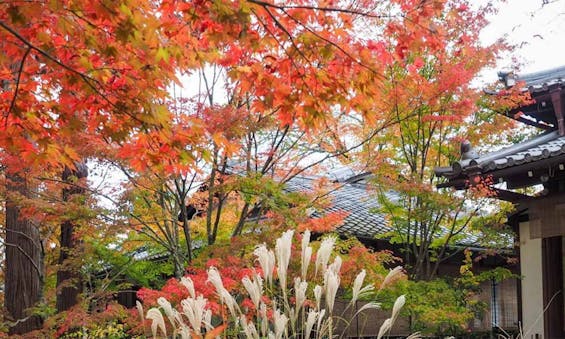 偲墓 頂後山 光照寺