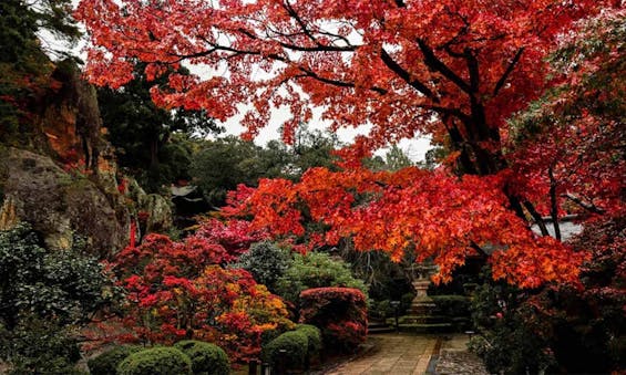 偲墓 頂後山 光照寺