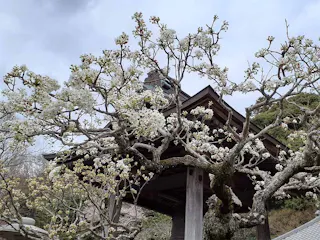 つくば紫峰墓苑・自然葬墓