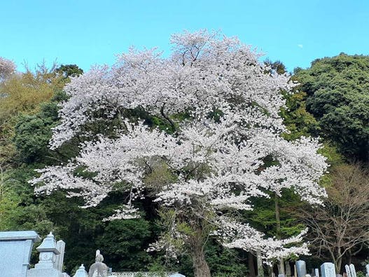 つくば紫峰墓苑・自然葬墓