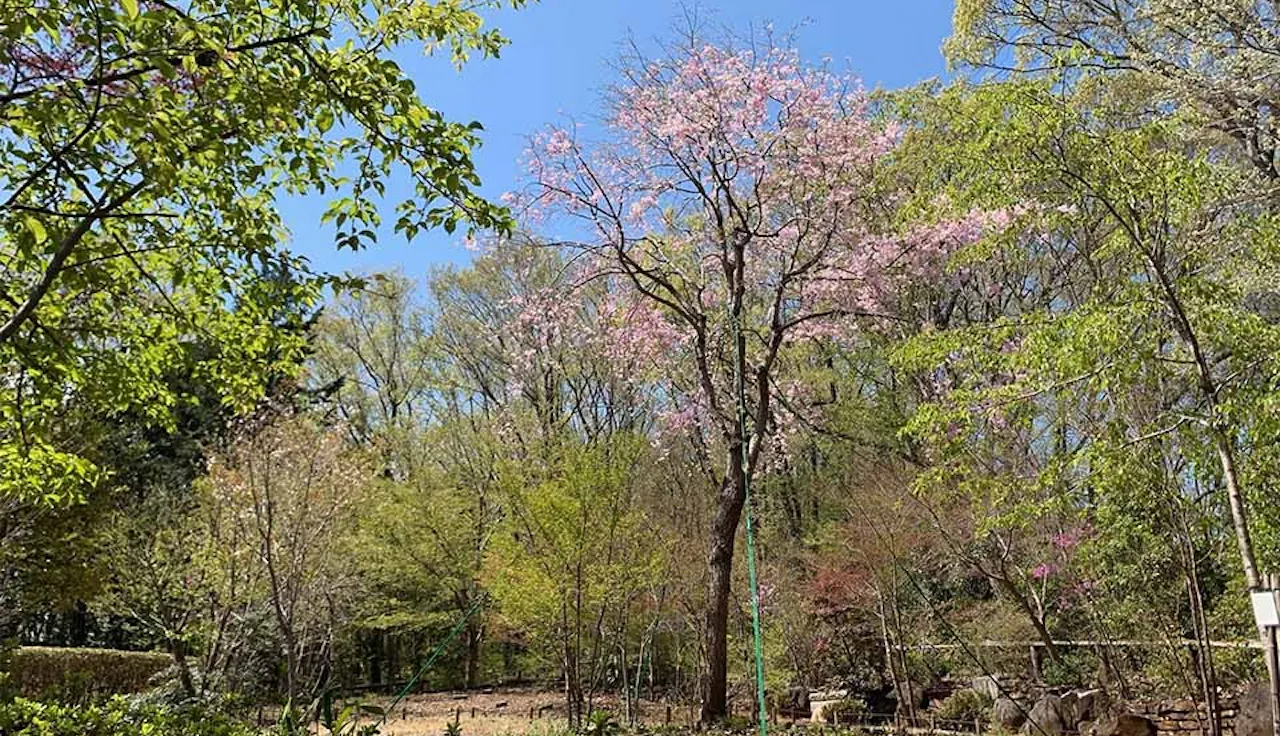 東京里山墓苑(八王子市)の樹木葬