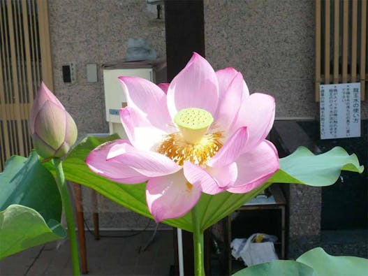 要法寺 一般墓地・永代供養墓