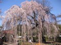 櫻乃丘聖地霊園 天空の郷「千年樹木葬」 枝垂れ桜