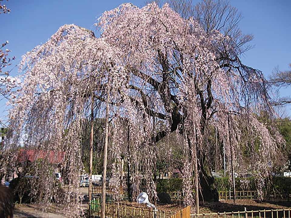 櫻乃丘聖地霊園 天空の郷 樹木葬