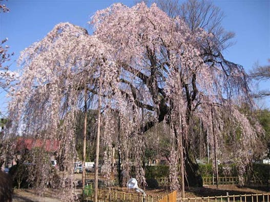 櫻乃丘聖地霊園 天空の郷 樹木葬