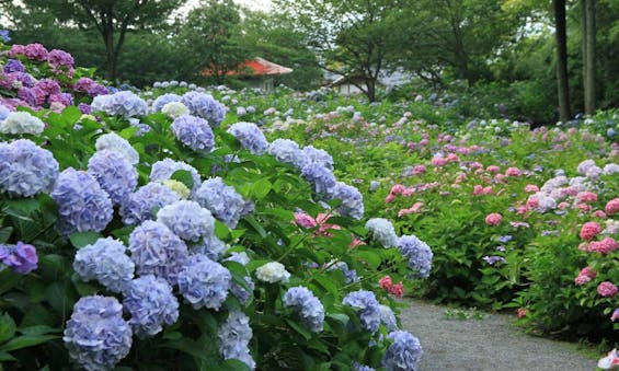 千光寺 永代供養墓・樹木葬